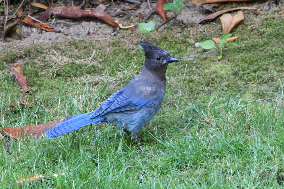 Stellar jay on grass
