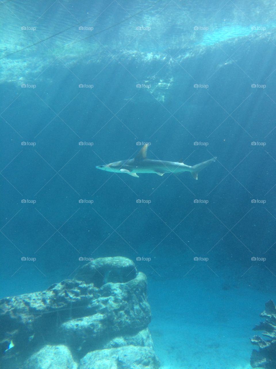 Just keep on swimming 😃

Underwater adventure with a baby shark

Atlantis paradise resort
Bahamas Nassau