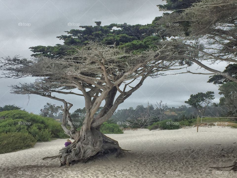 Coastal Tree