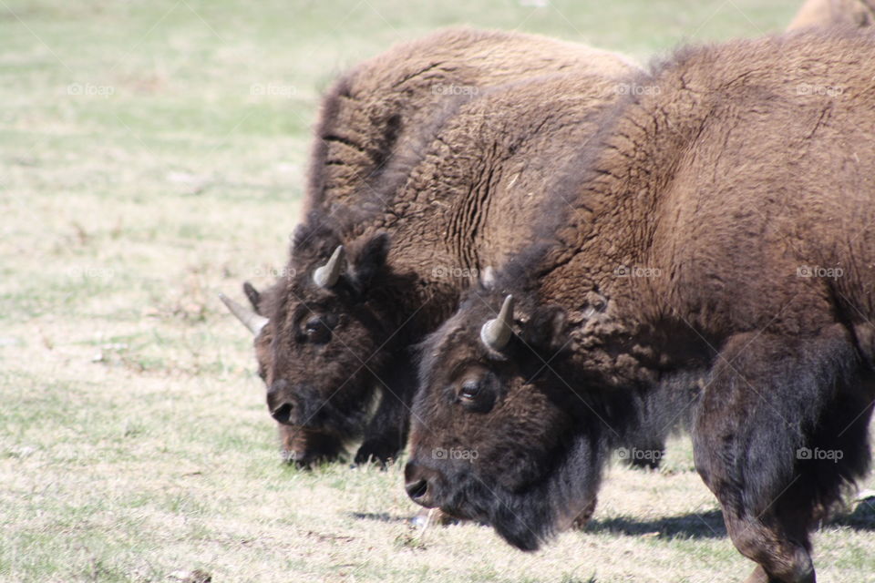 buffalo