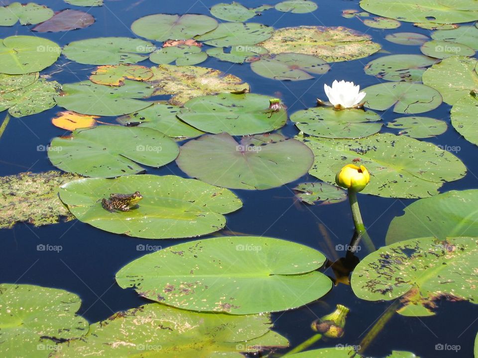 Summer frog - Adirondacks 