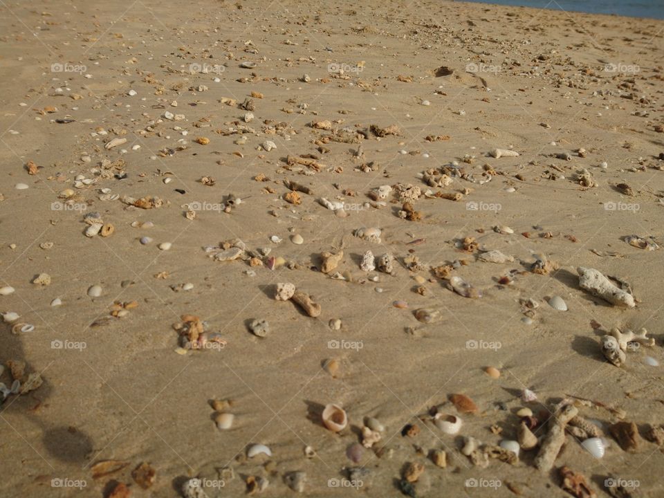 Sand beach with shells.