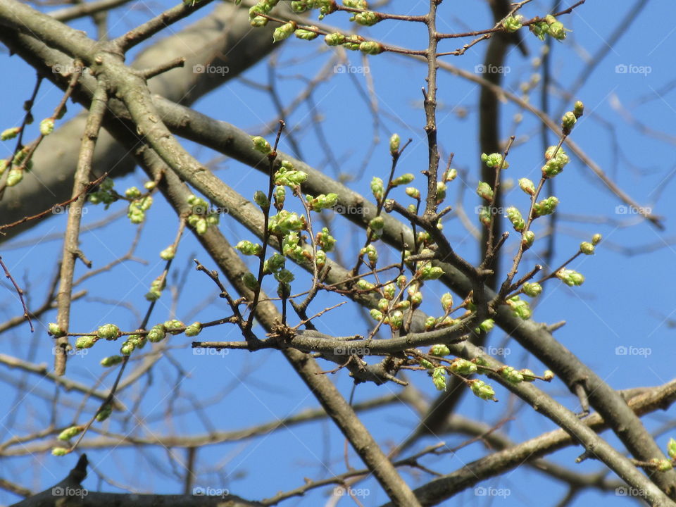 new leaf buds