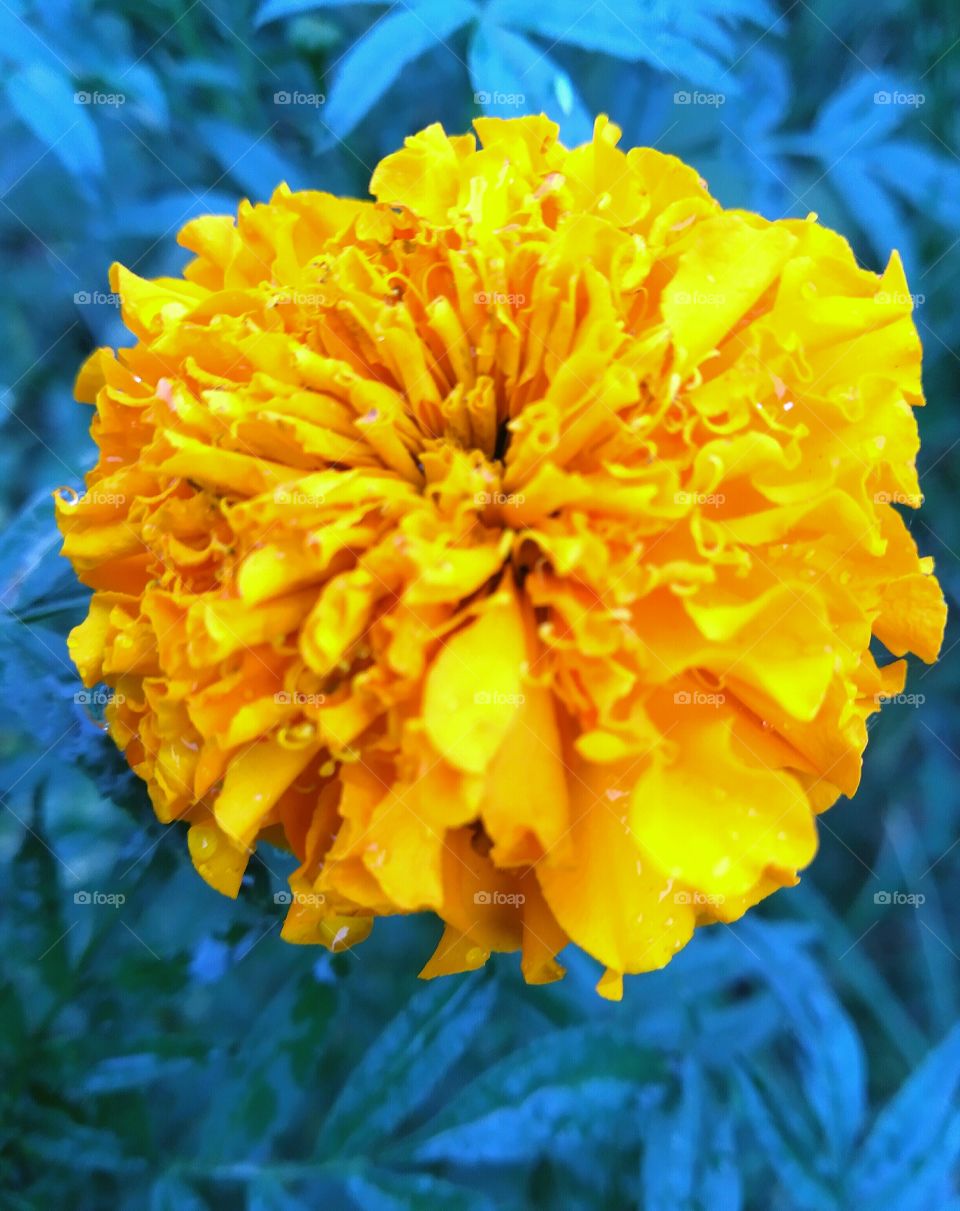 Beautiful yellow marigold flower .