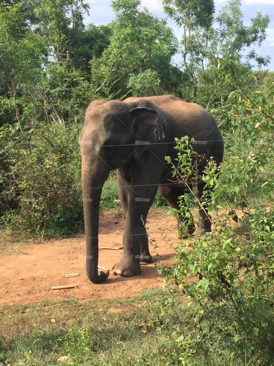 Srilanka wild elephant