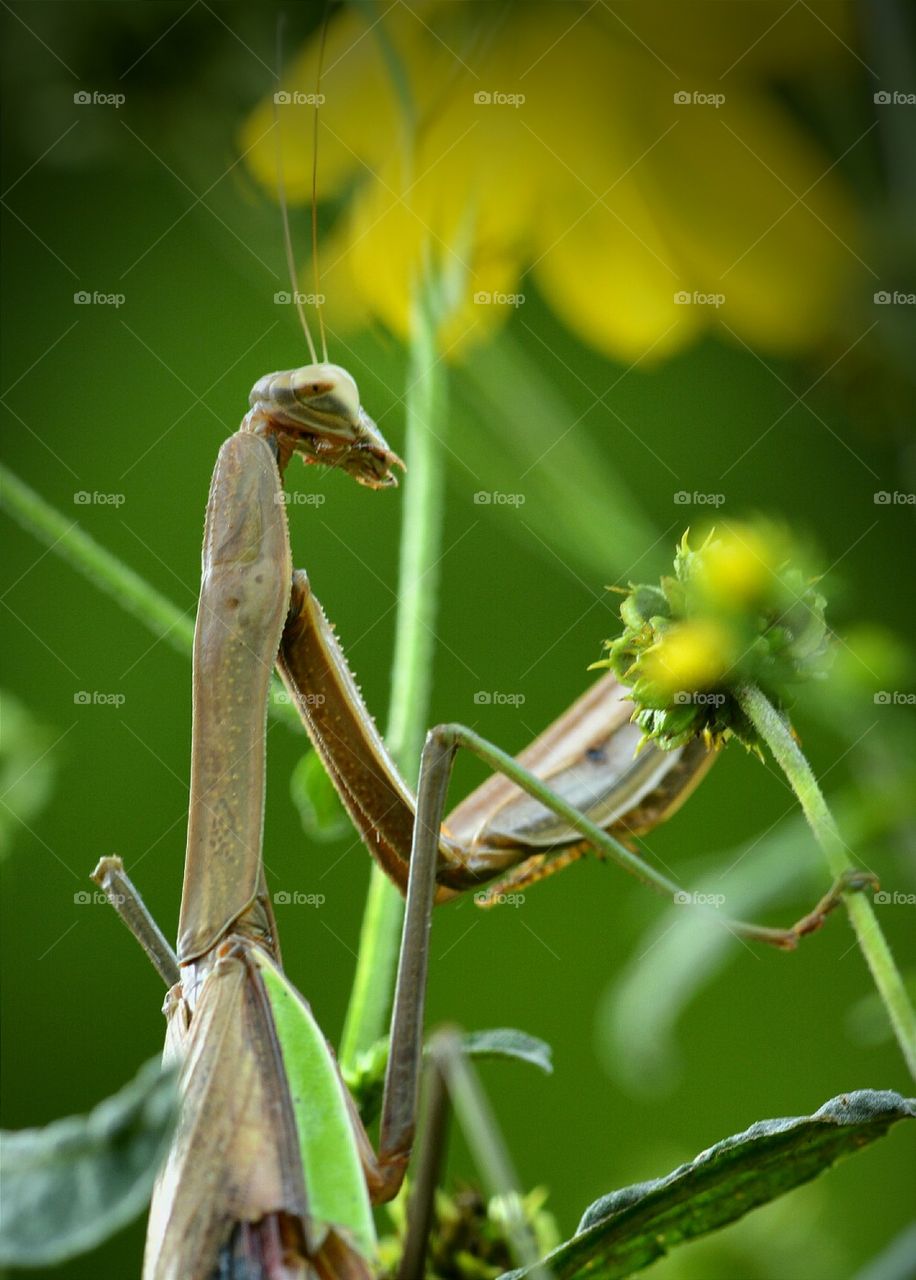 Praying Mantis