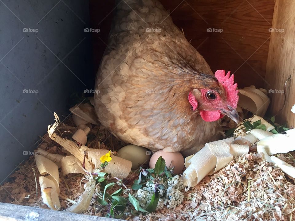 A nesting mother hen on her clutch of eggs. Enjoying her fresh pine shavings, fresh mint and yarrow herbs. 