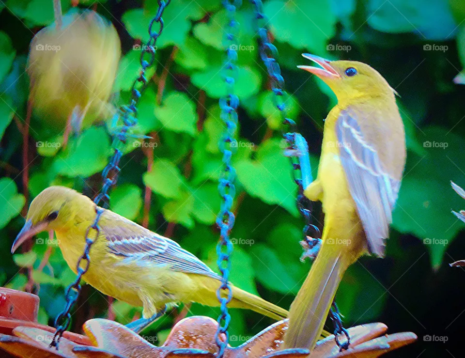 Orioles