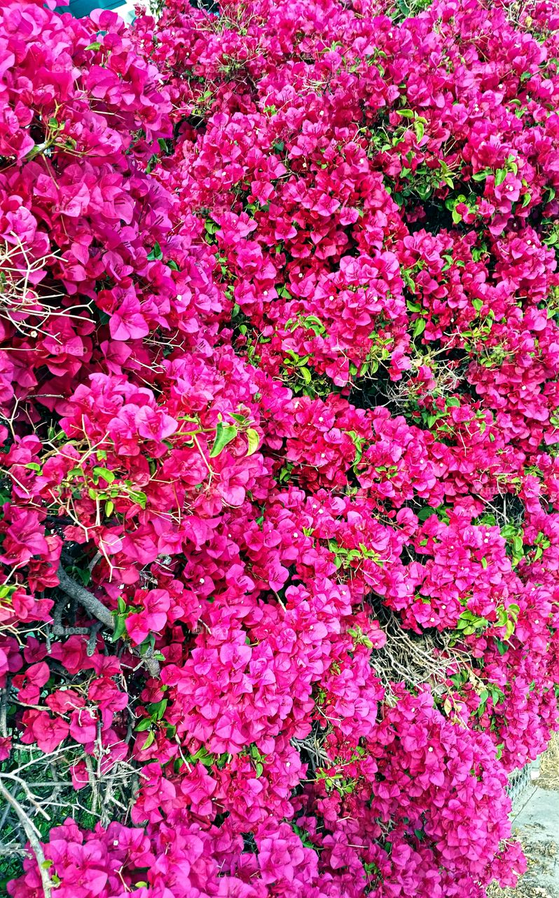 Bougainvillea blooming early in February!