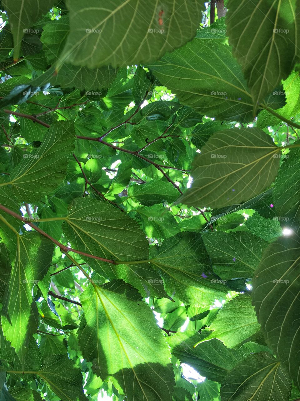 Leaves 