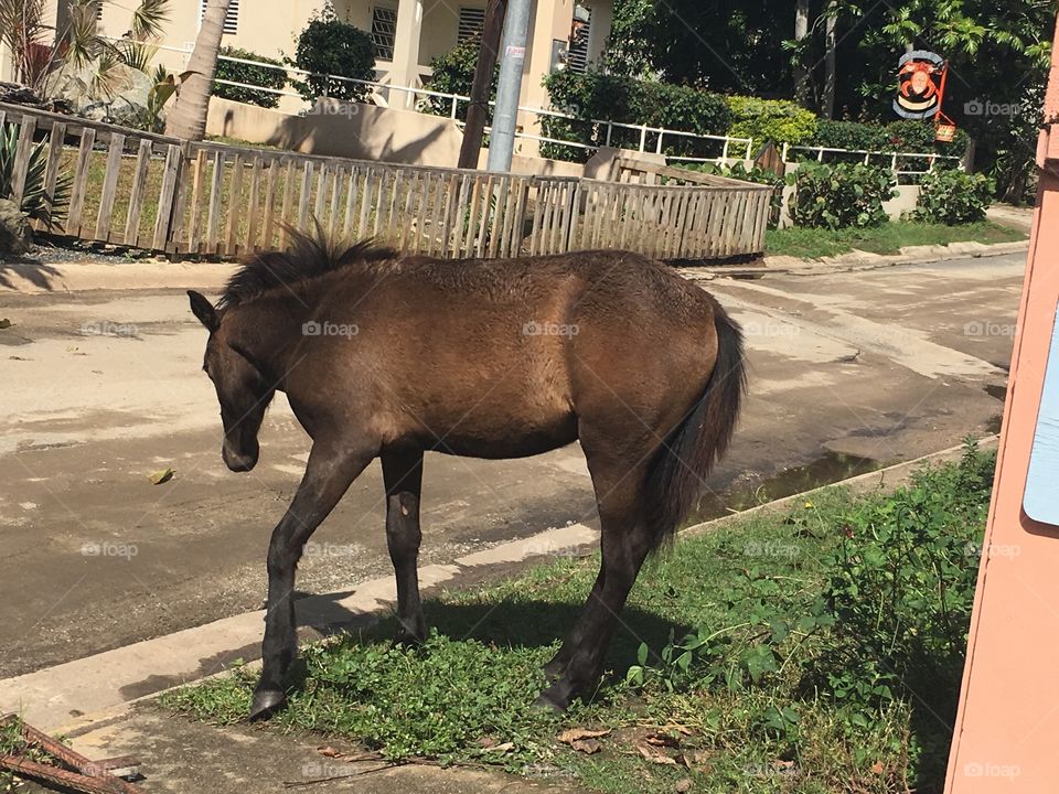 Wild horses roam the small island of vieques belonging to Puerto Rico 