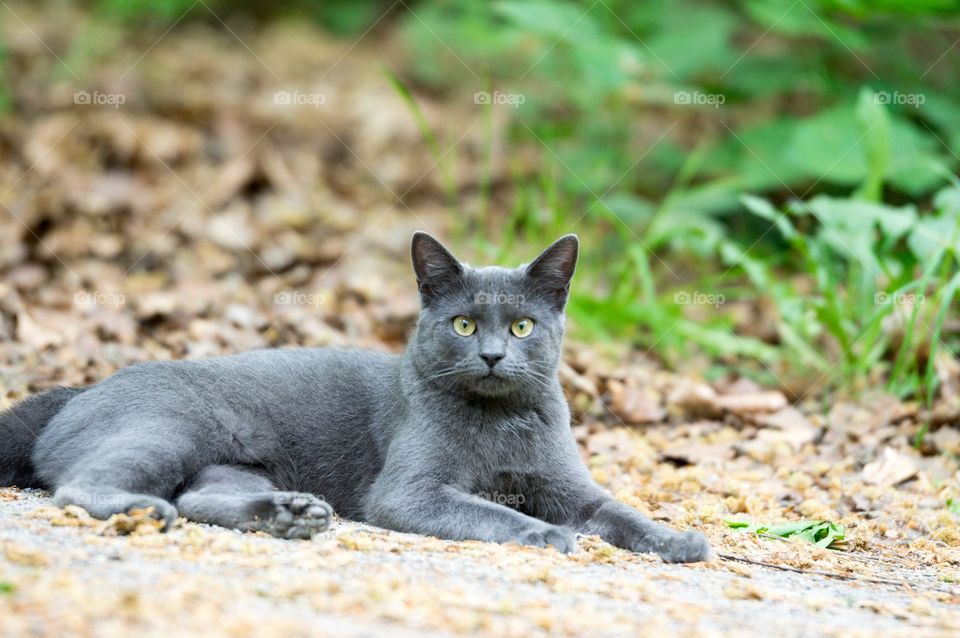 Close-up of a cat