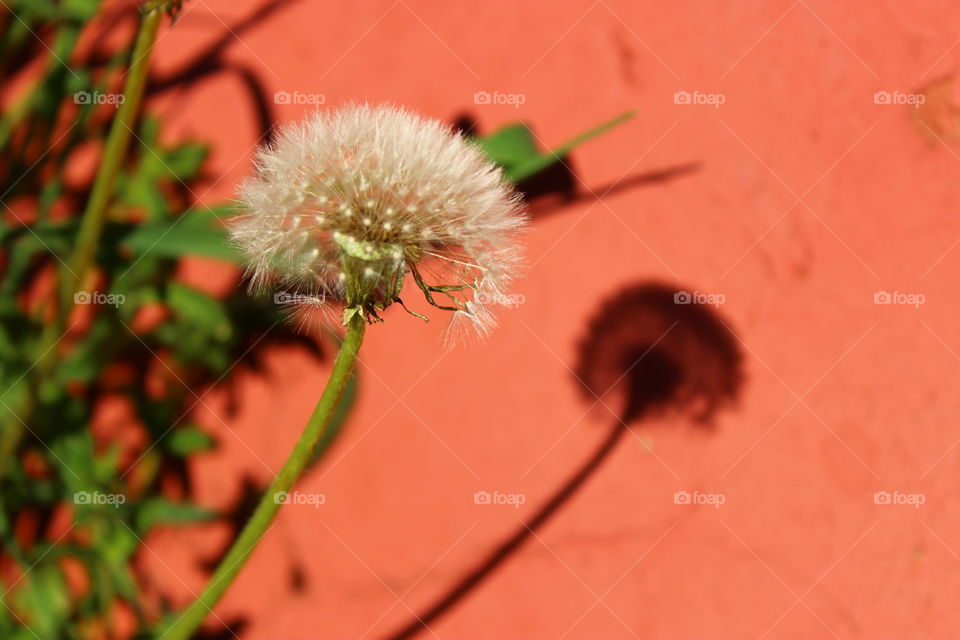 shadow of flowers