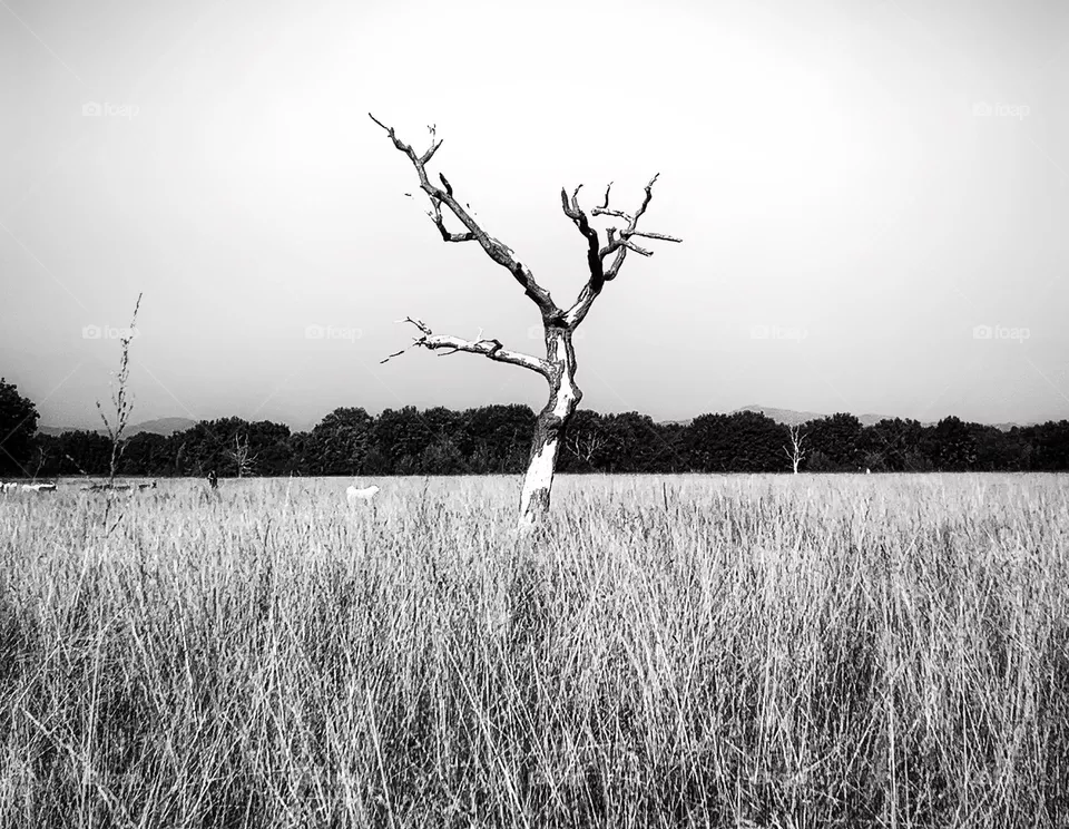 Savana
