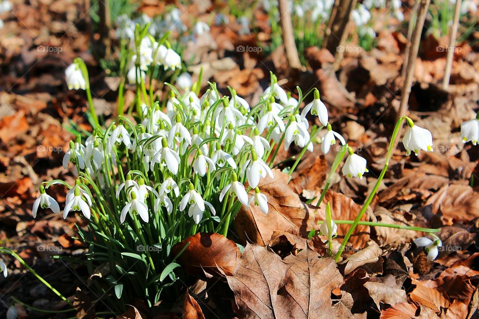 snowdrops in the middle of dead leaves