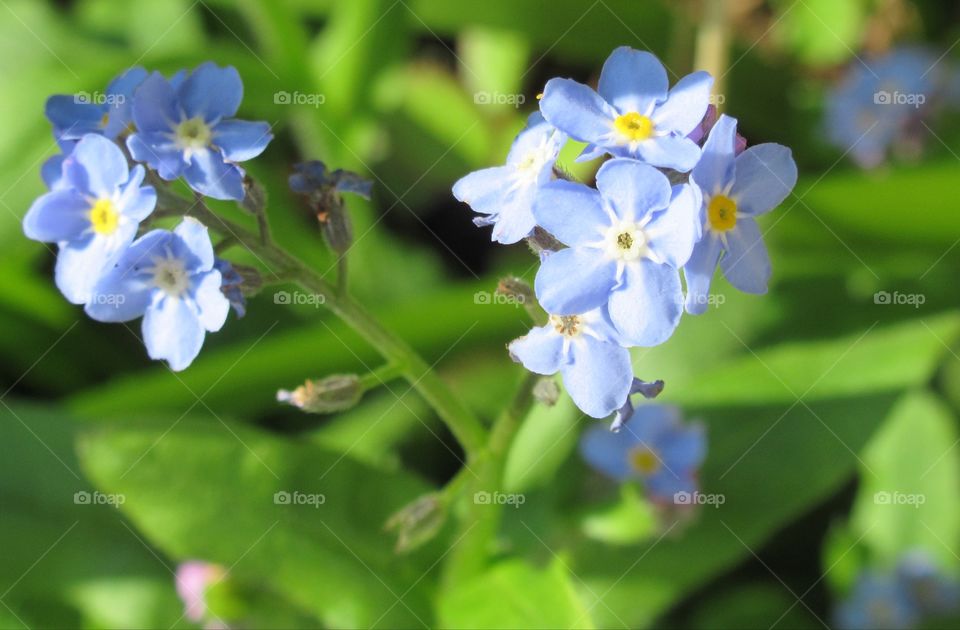 Forget-me-not