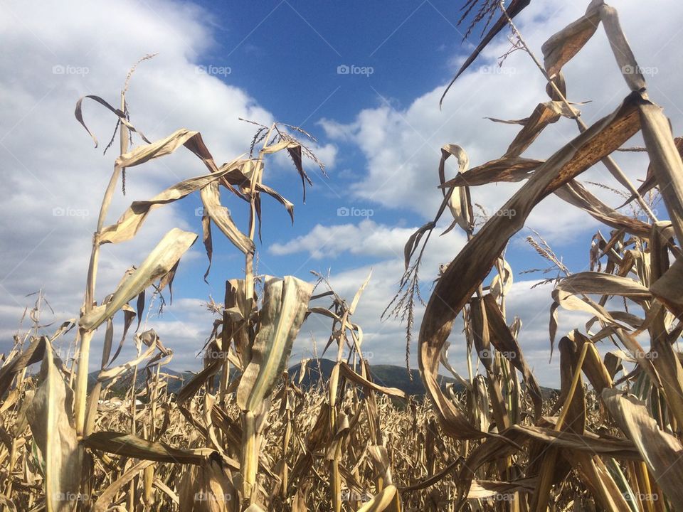 Corn