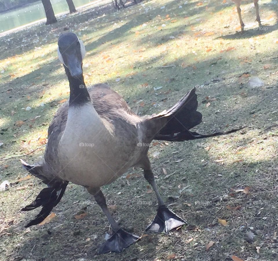 Unique Goose enjoying a day at the park 