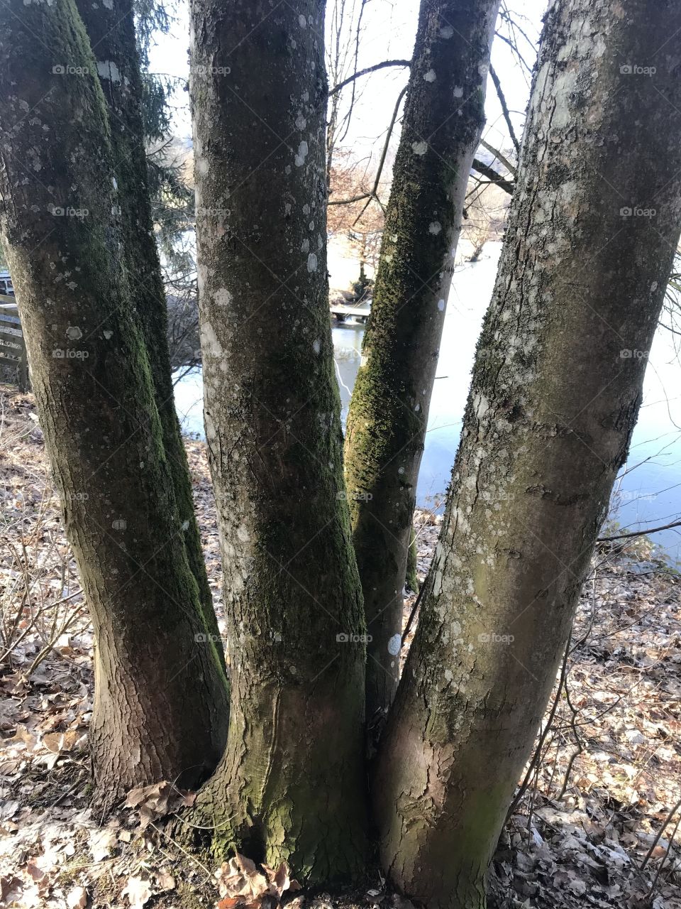 Trees trunk