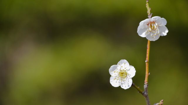 Japanese apricot flowers - Plum flowers 