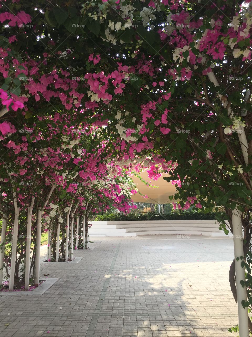 Bougainvillea 