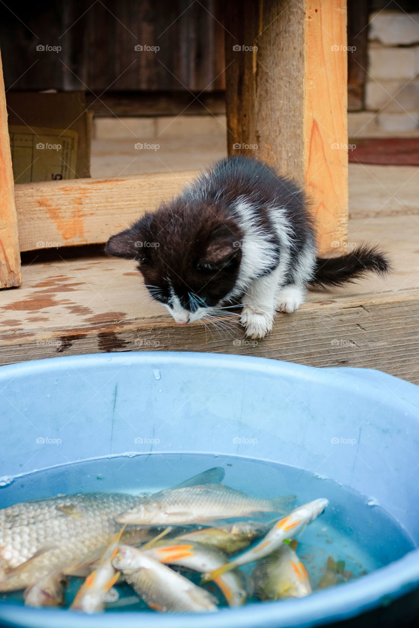 Kitten and the fishes