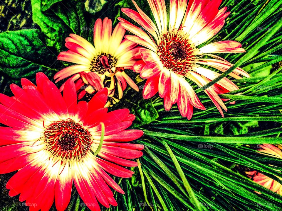 Florals in spring repose. . Waiting in plain sight, silently growing, blooming and being pretty. 