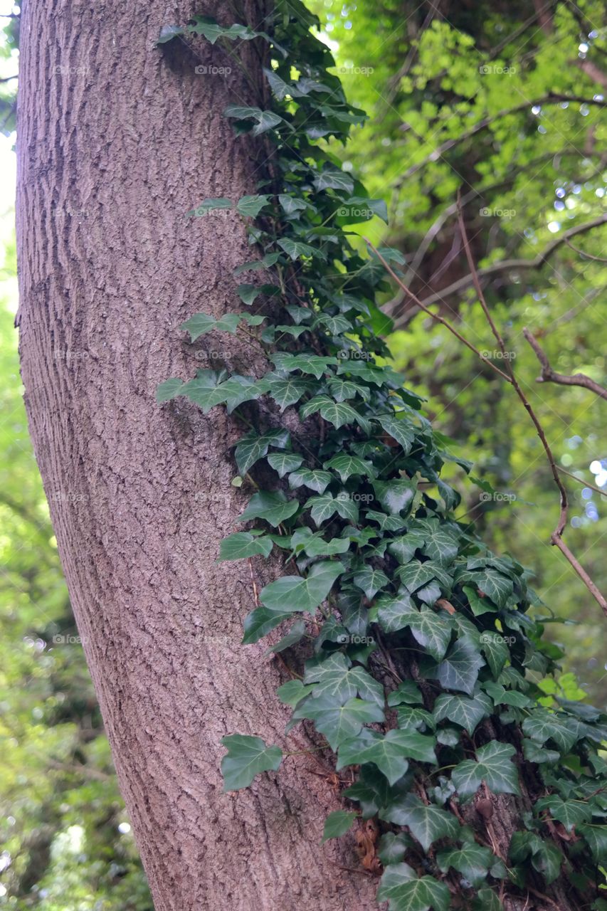 Vine growing on tree