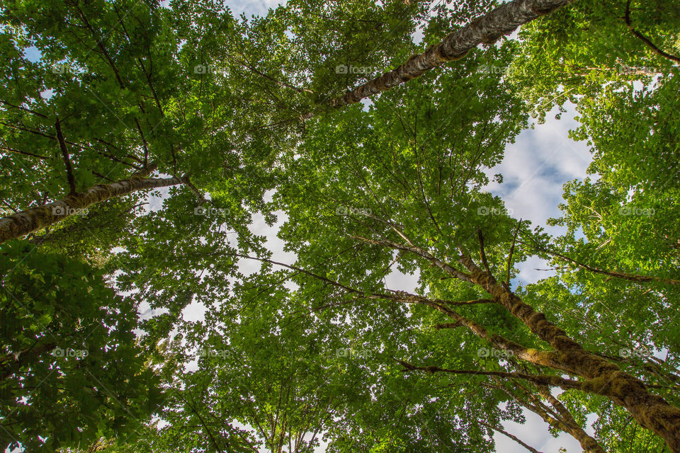 Look Up - trees