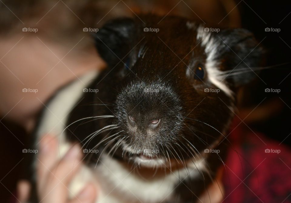 Front view of a guinea pig