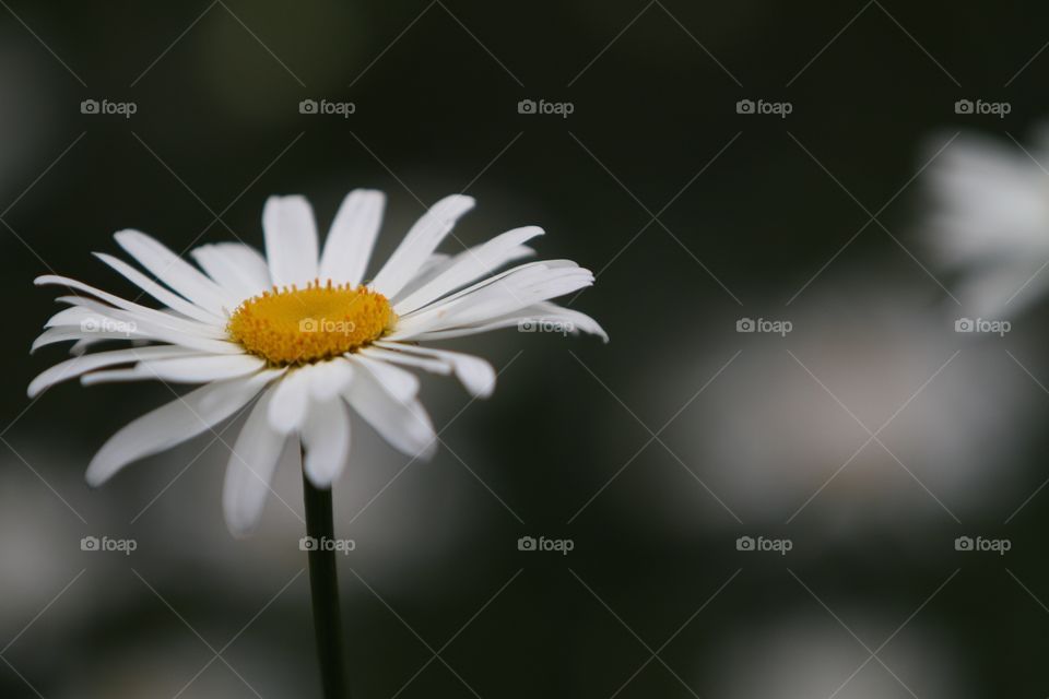 Photo of White Daisy in a Garden with Blurred Background. Daisy Blooming in the Flower Bed.