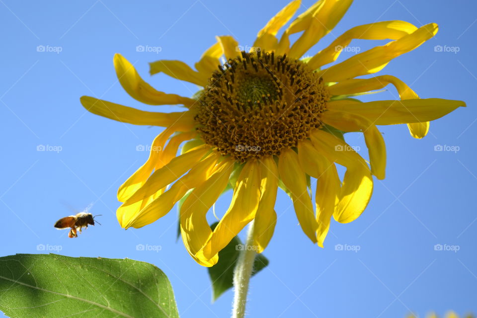 Honeybee loaded with pollen as it approaches another sunflower.