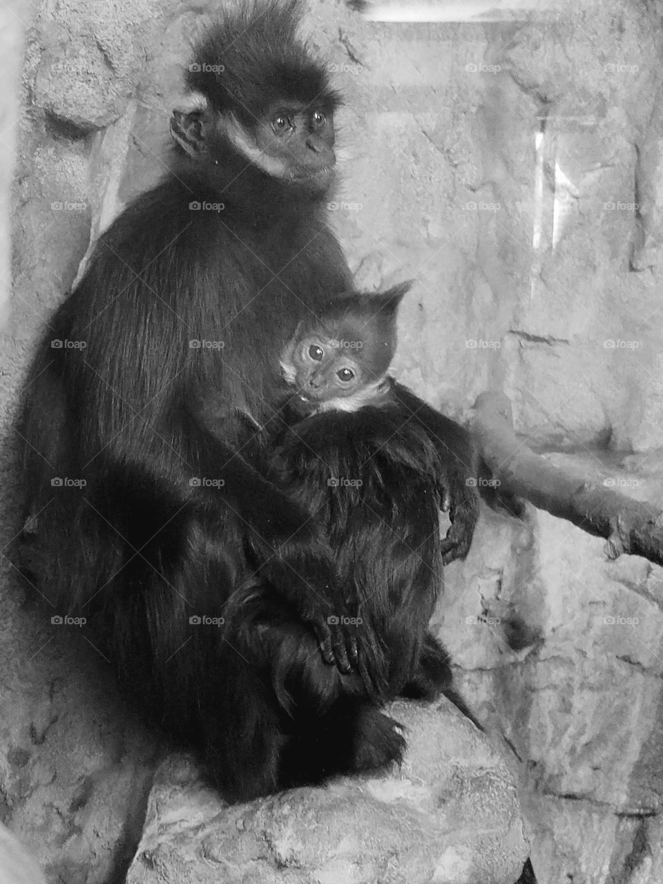 Nursing Francois Langur