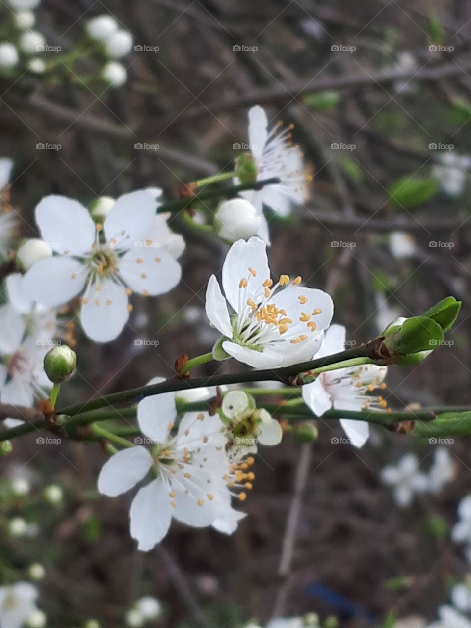 Spring Blossom