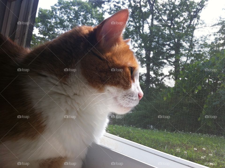 Gus Surveying His Kingdom. My cat Gus looking out the window.