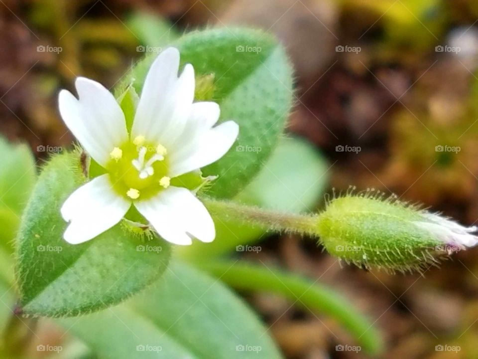 Spring flower