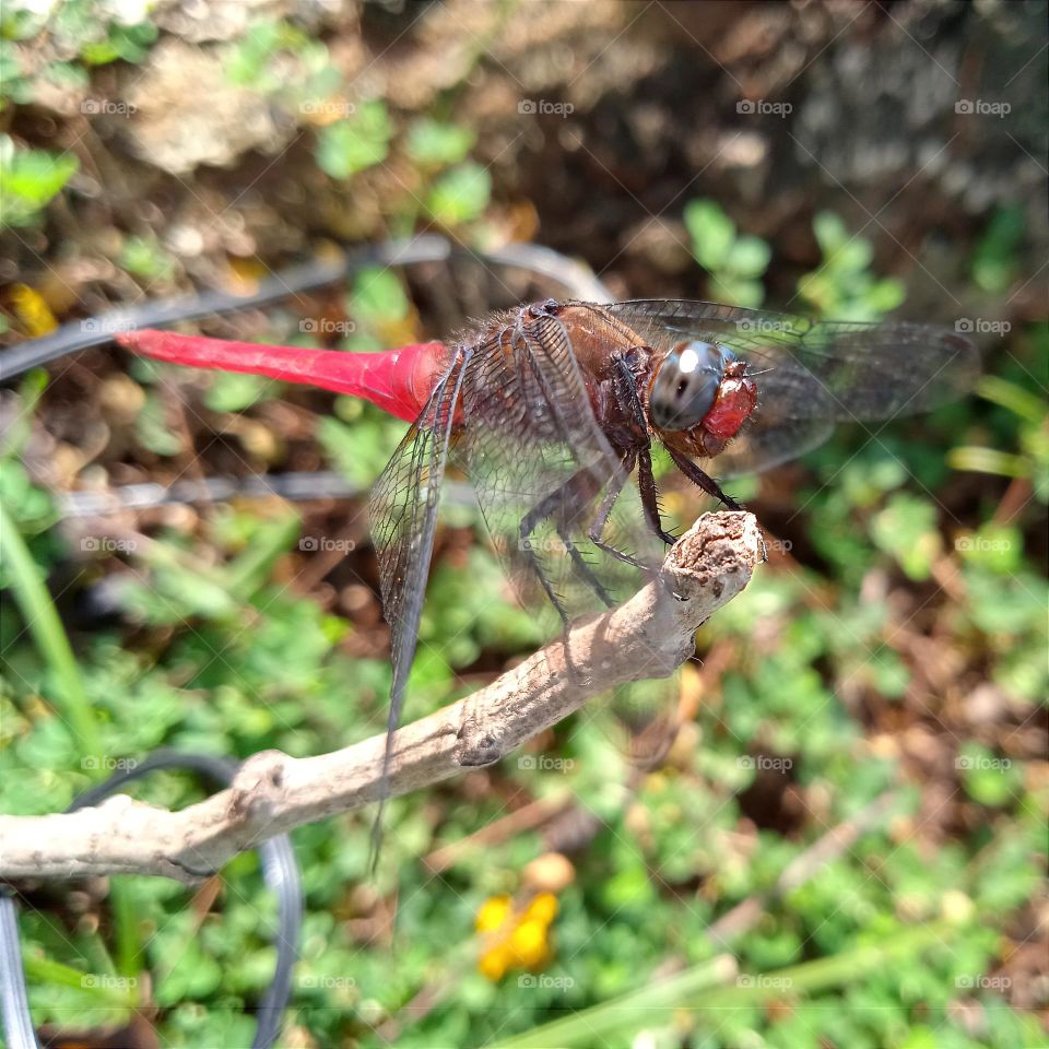 Dragonfly with grey eyes, brown body and red tail.