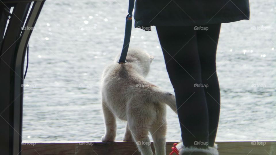 Water and Pup