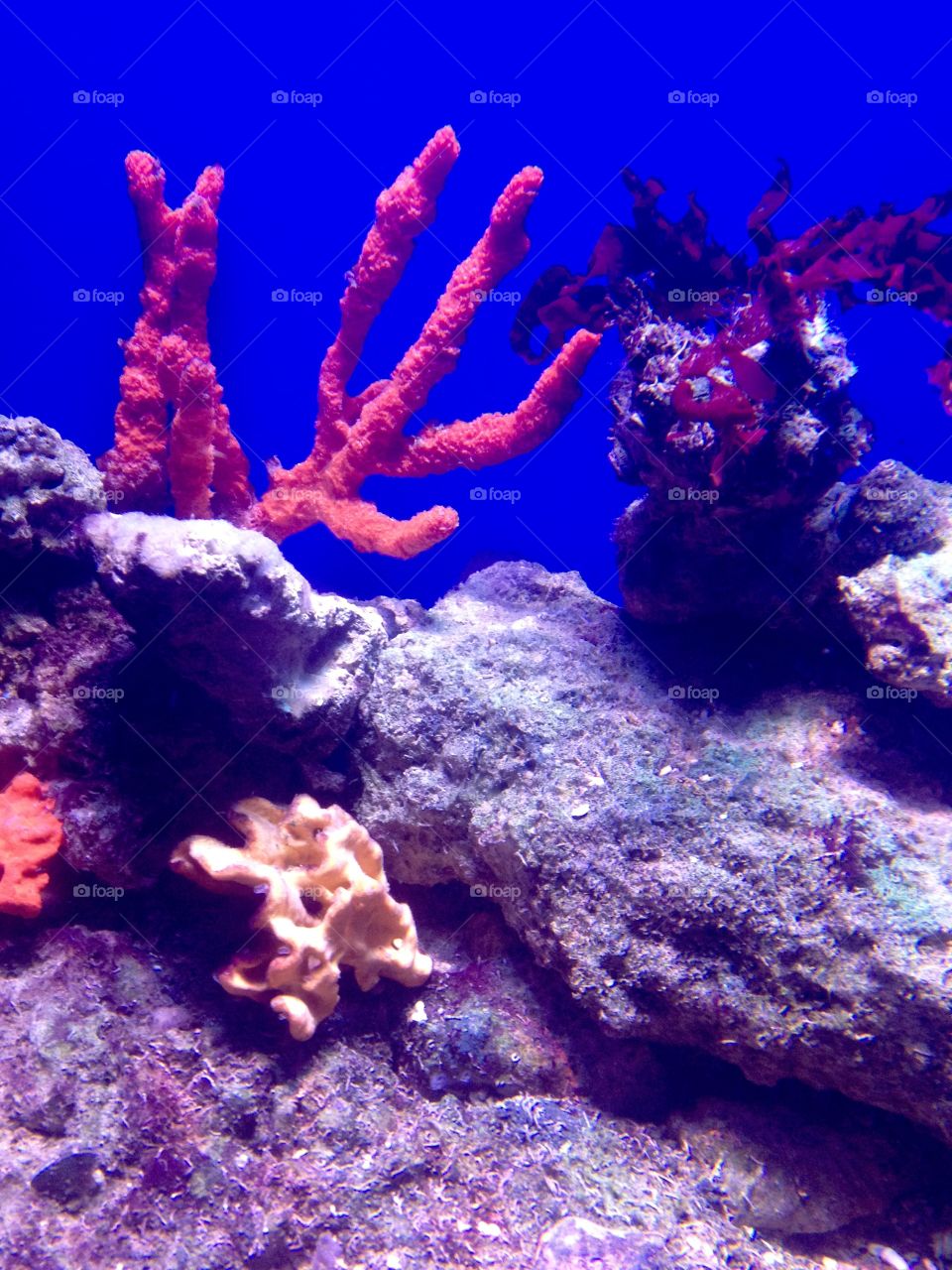 Sea Coral 