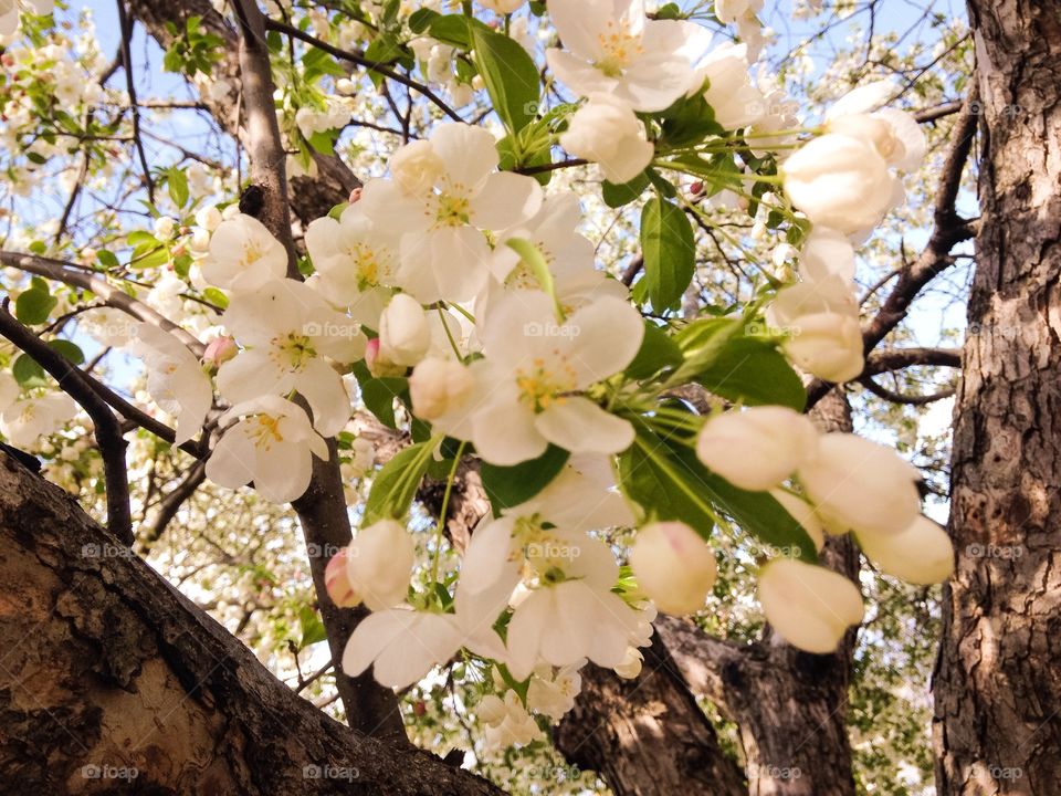 These flowers are on a tree in front of the Walmart that I work at.