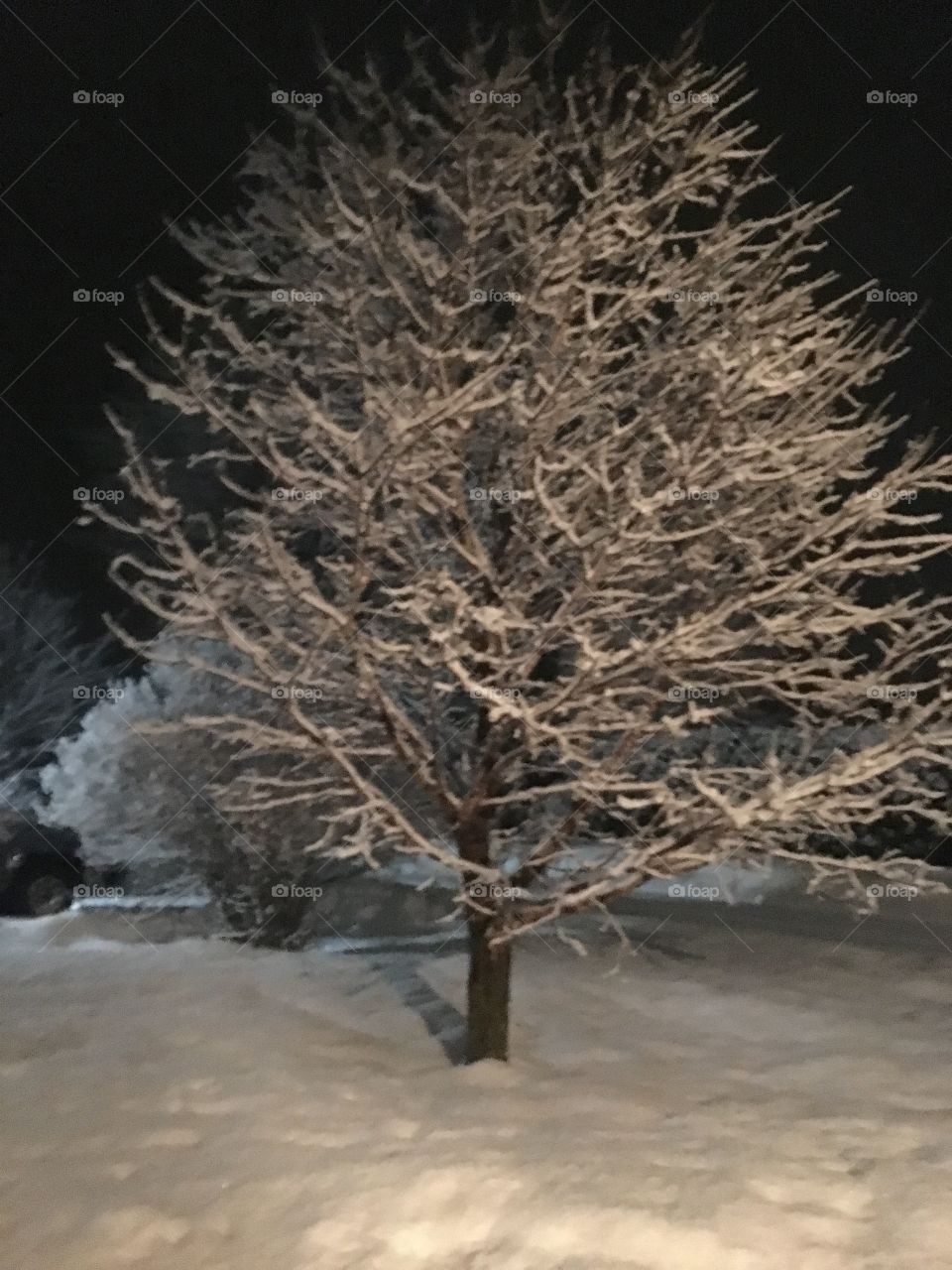 A tree covered in snow at night.