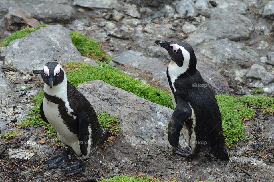 African penguins in South Africa