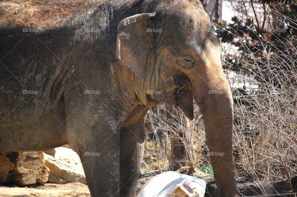 Young elephant 