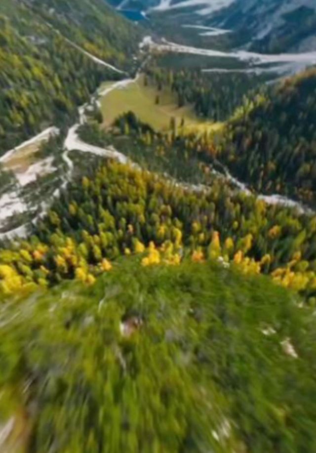 beautiful forest