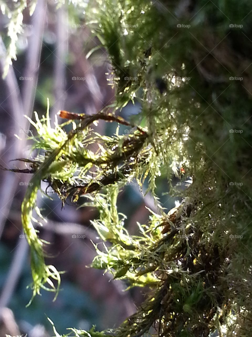 Mossy Elegance . Sunlight behind the moss highlights the natural elegance of this plant. 