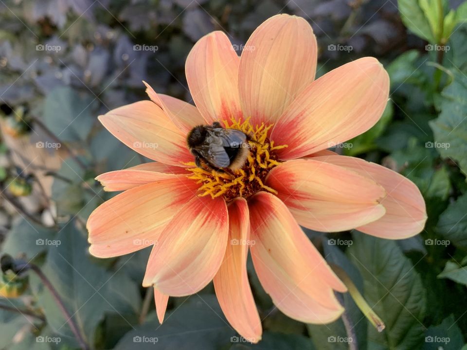 Bee on dahlia 