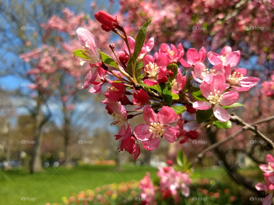 Springtime in Baltimore at Sherwood Gardens