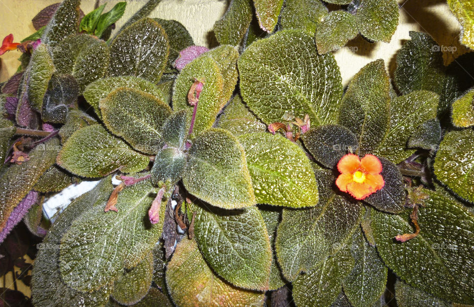 Begonia in boom