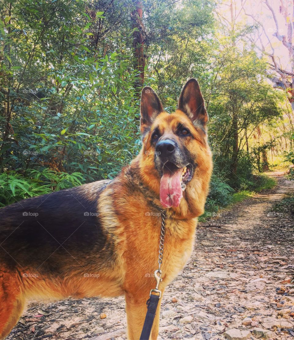 German Shepherd on a bush walk 