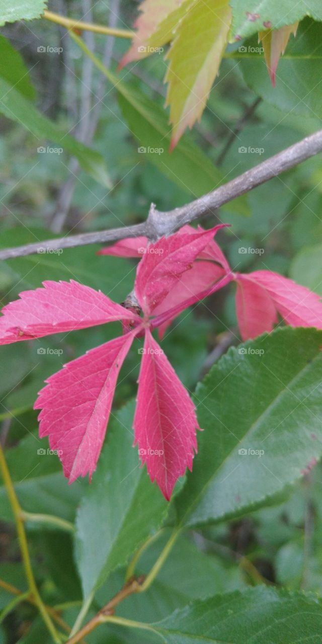 Trees, red leaves